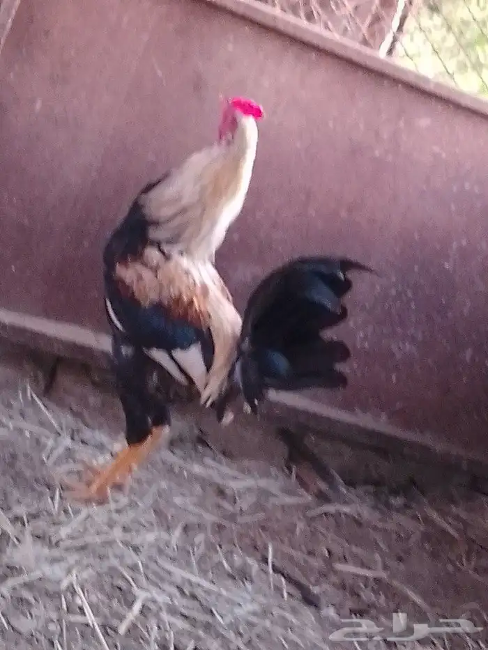 ادياك و دجاج ل البيع 3