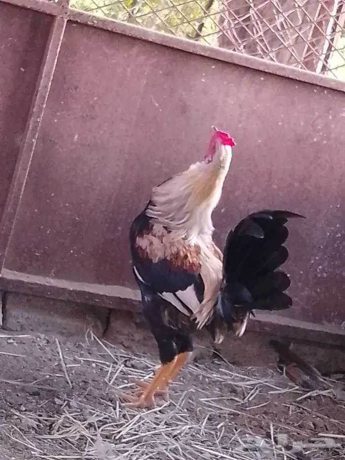 ادياك و دجاج ل البيع 4