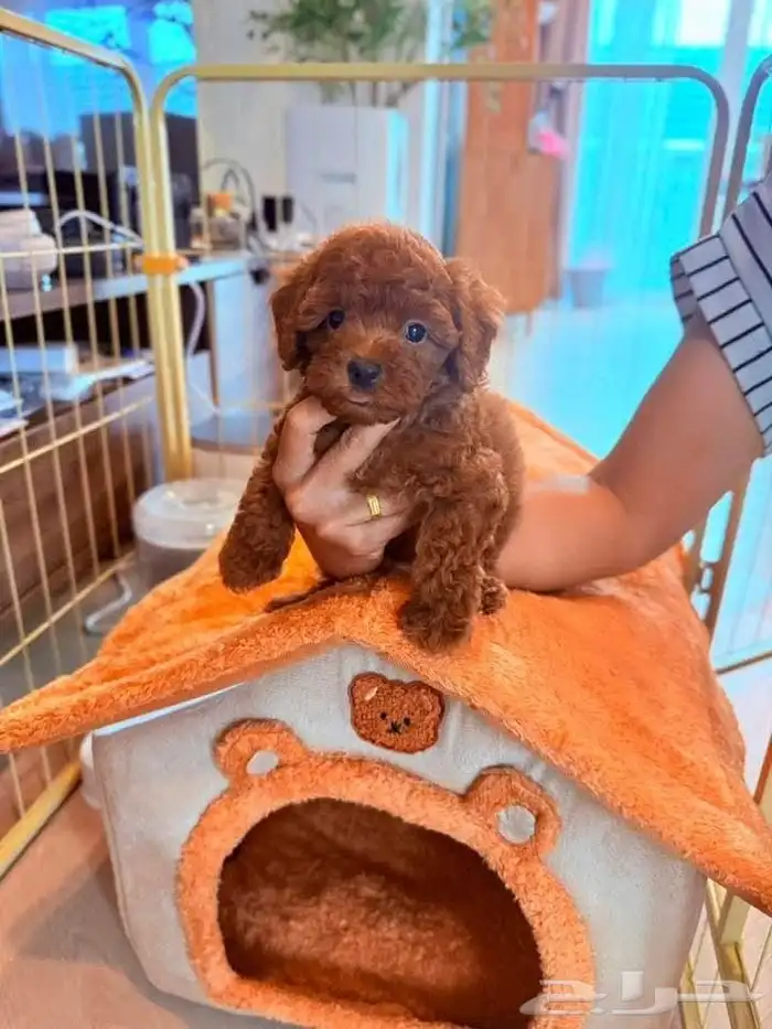 متوفر جراء بودل  mini poodle 1
