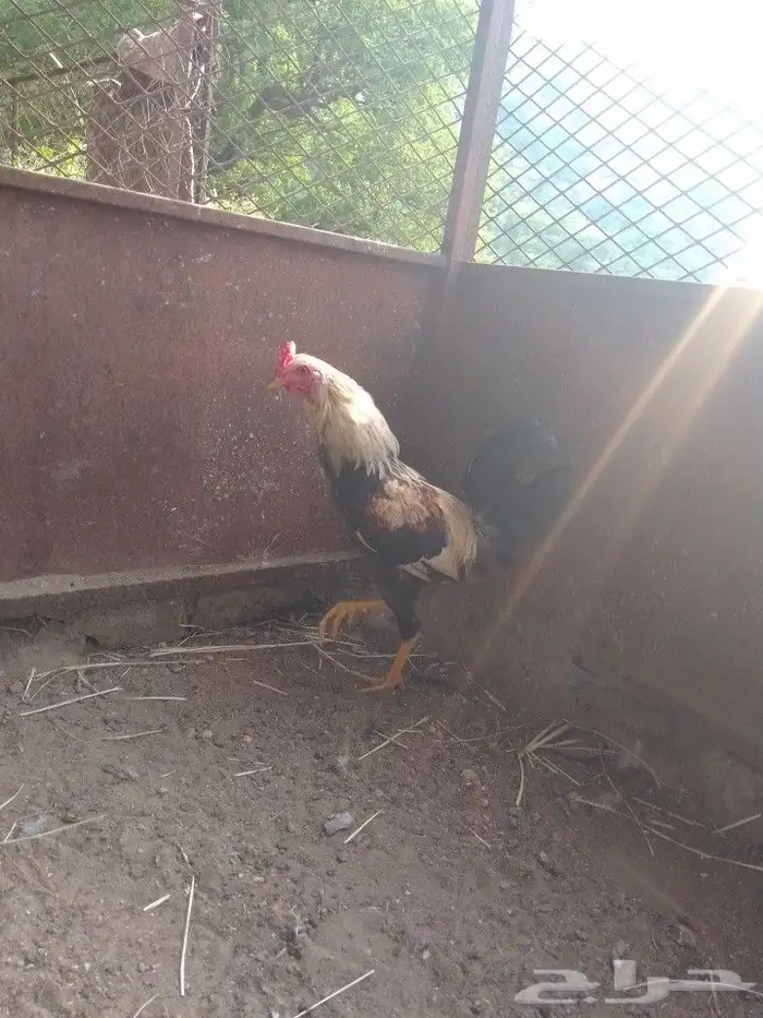 ادياك و دجاج ل البيع 13