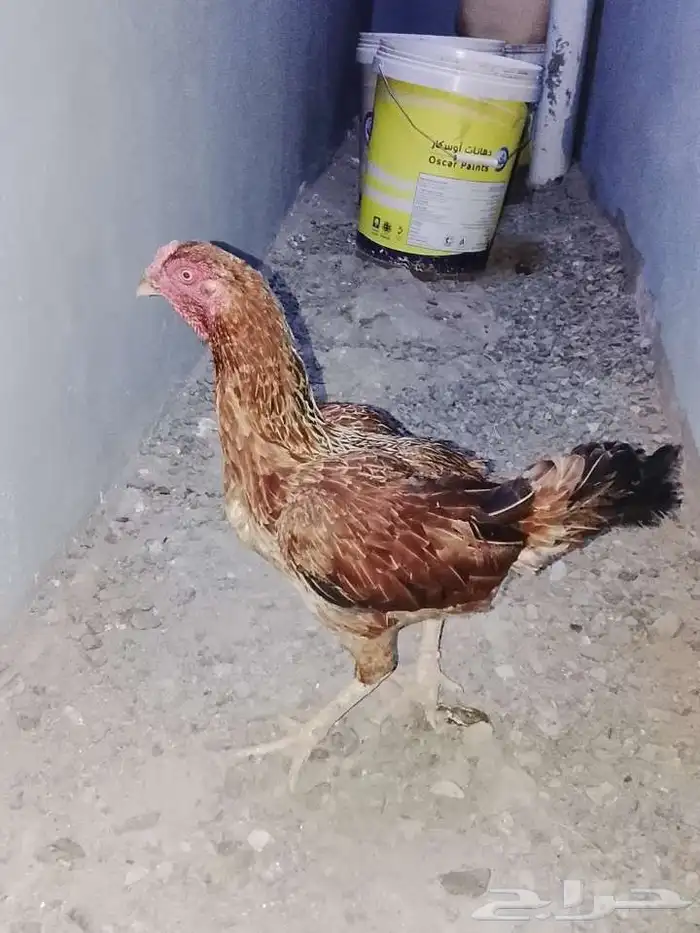 دجاجة باكستانية وديك 0