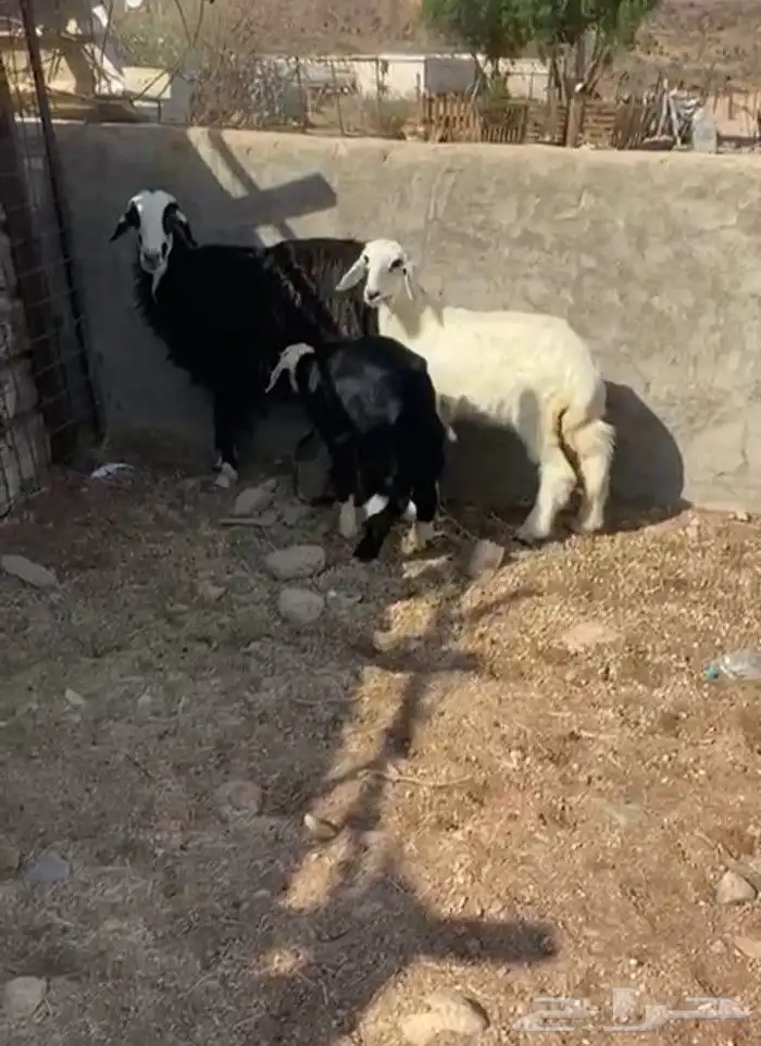 نعجه نجديه متاومه 2