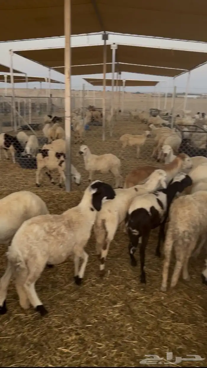 بدأ البيع يا جماعة خراف أمازيغي مميزة 0