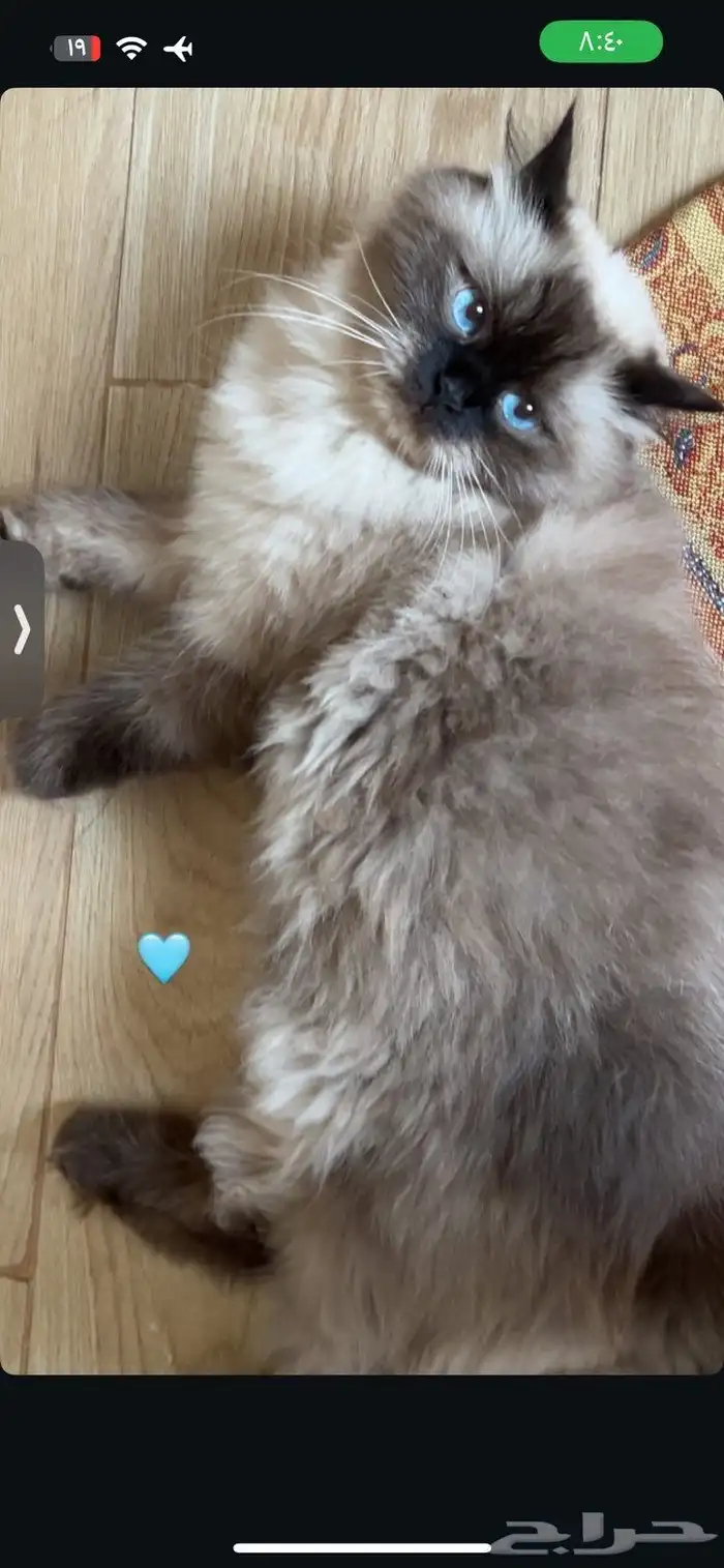 قطط 2