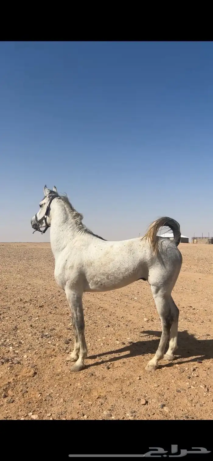 حصان الاسم وهاج العمر من أربع إلا ثلاثا احصان زين ومشالله 5