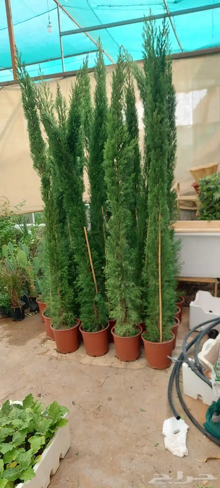 نخل واشنطن أمريكي ونخل عربي مثمر ونخل ملوكي واشجار 2