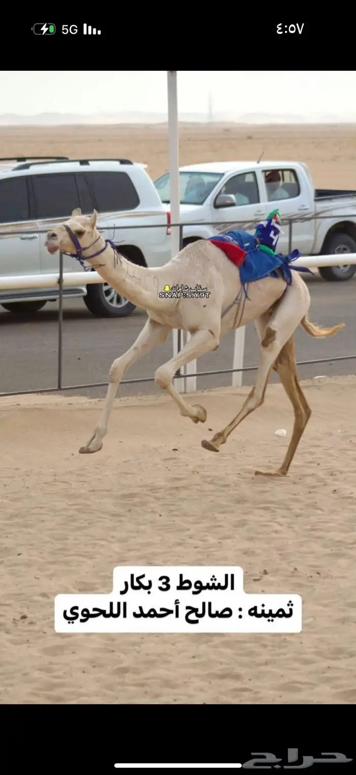هجن 1