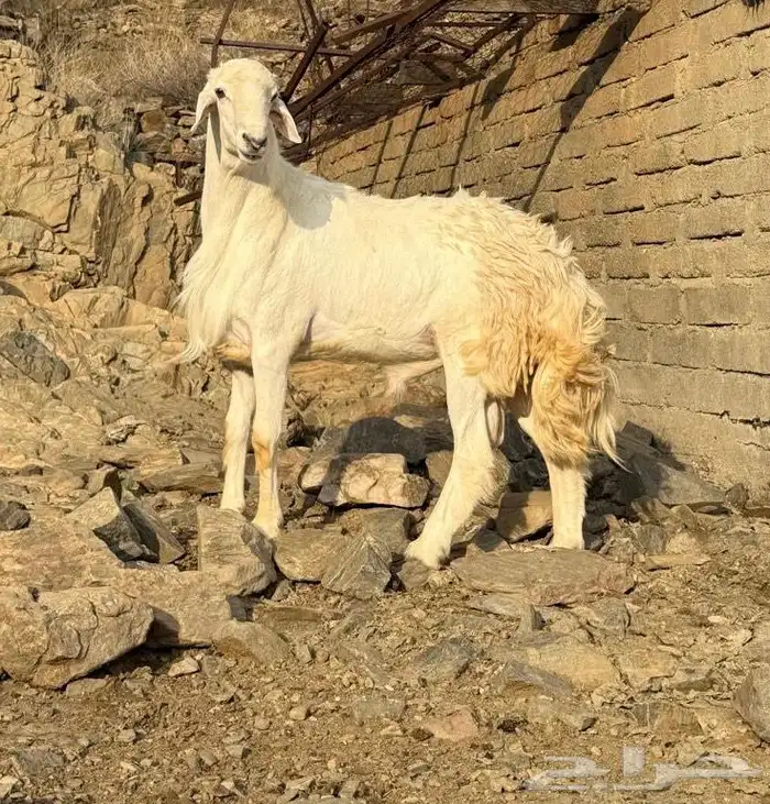 فحل حري مشروط 0