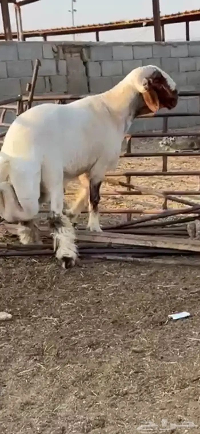 فحل جذع صنف اللبييع 9