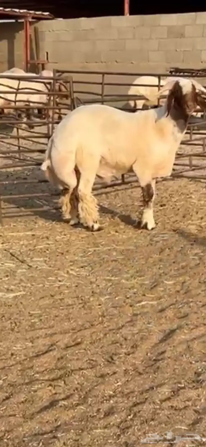 فحل جذع صنف اللبييع 4