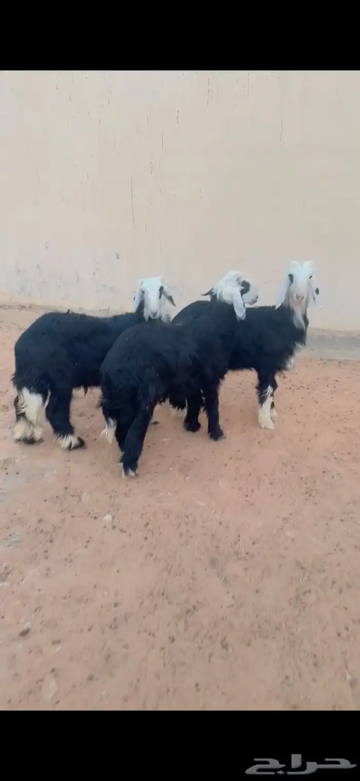طليان نجد الرياض حي الشفاء أي مكان نوصل ذبح باقي 3 0
