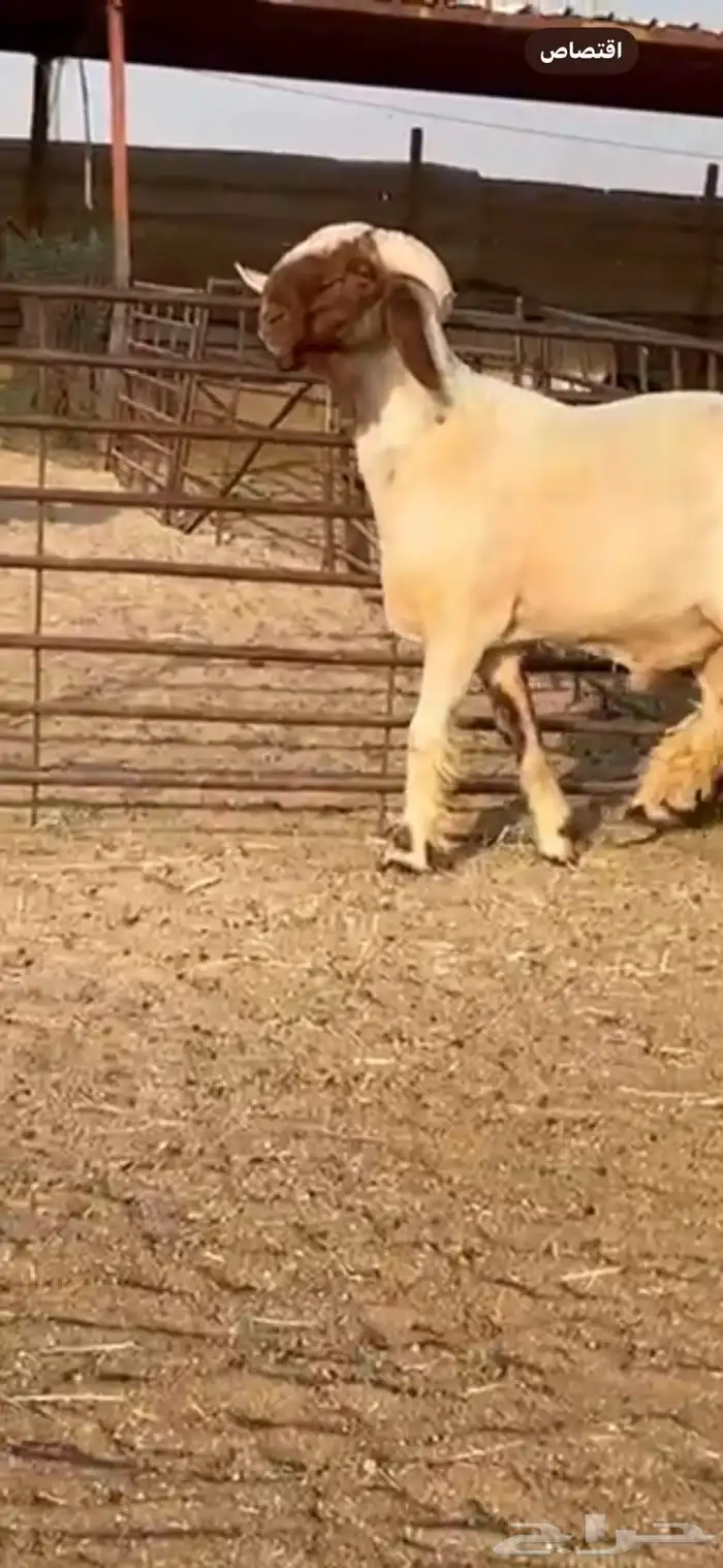 فحل جذع صنف اللبييع 8