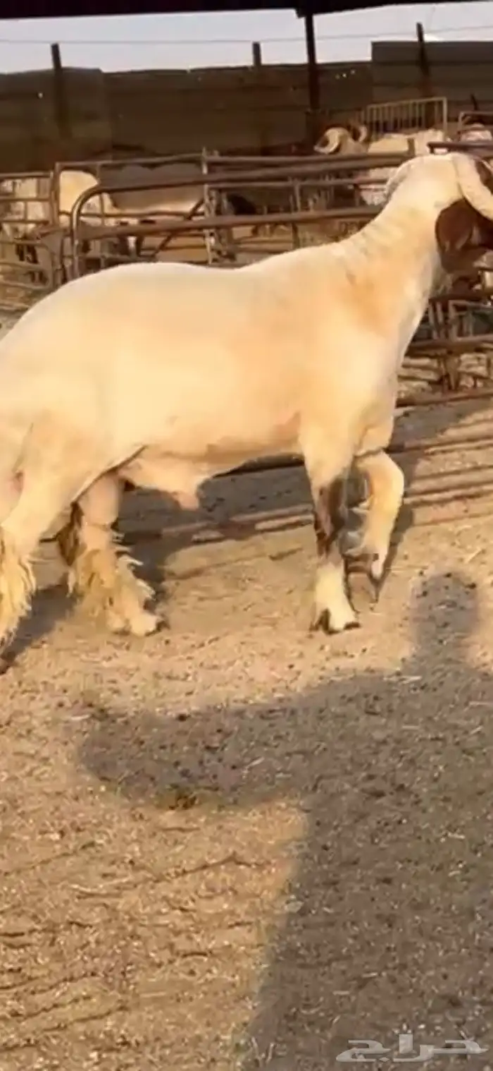 فحل جذع صنف اللبييع 0