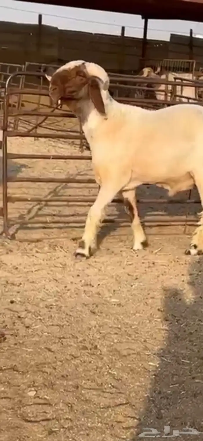 فحل جذع صنف اللبييع 2