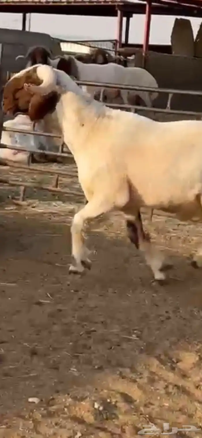 فحل جذع صنف اللبييع 7