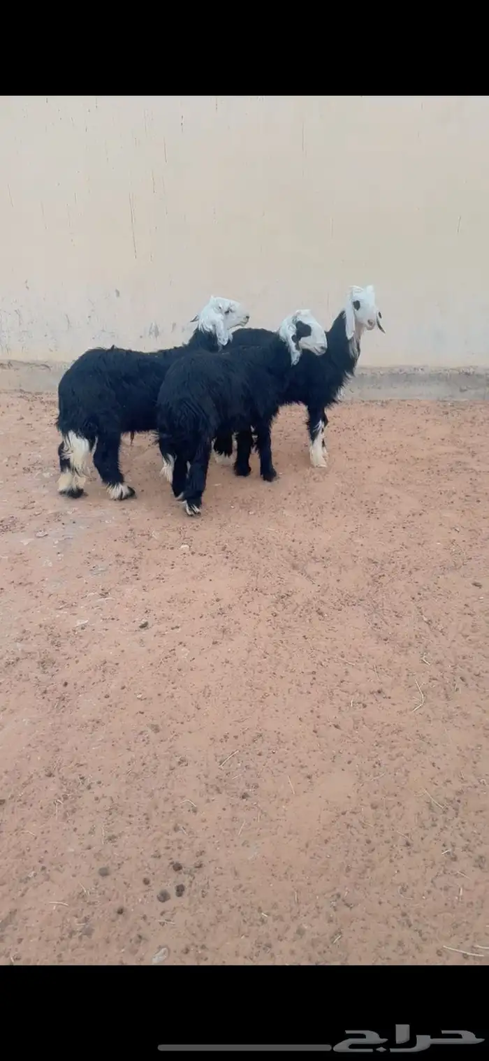 طليان نجد الرياض حي الشفاء أي مكان نوصل ذبح باقي 3 1
