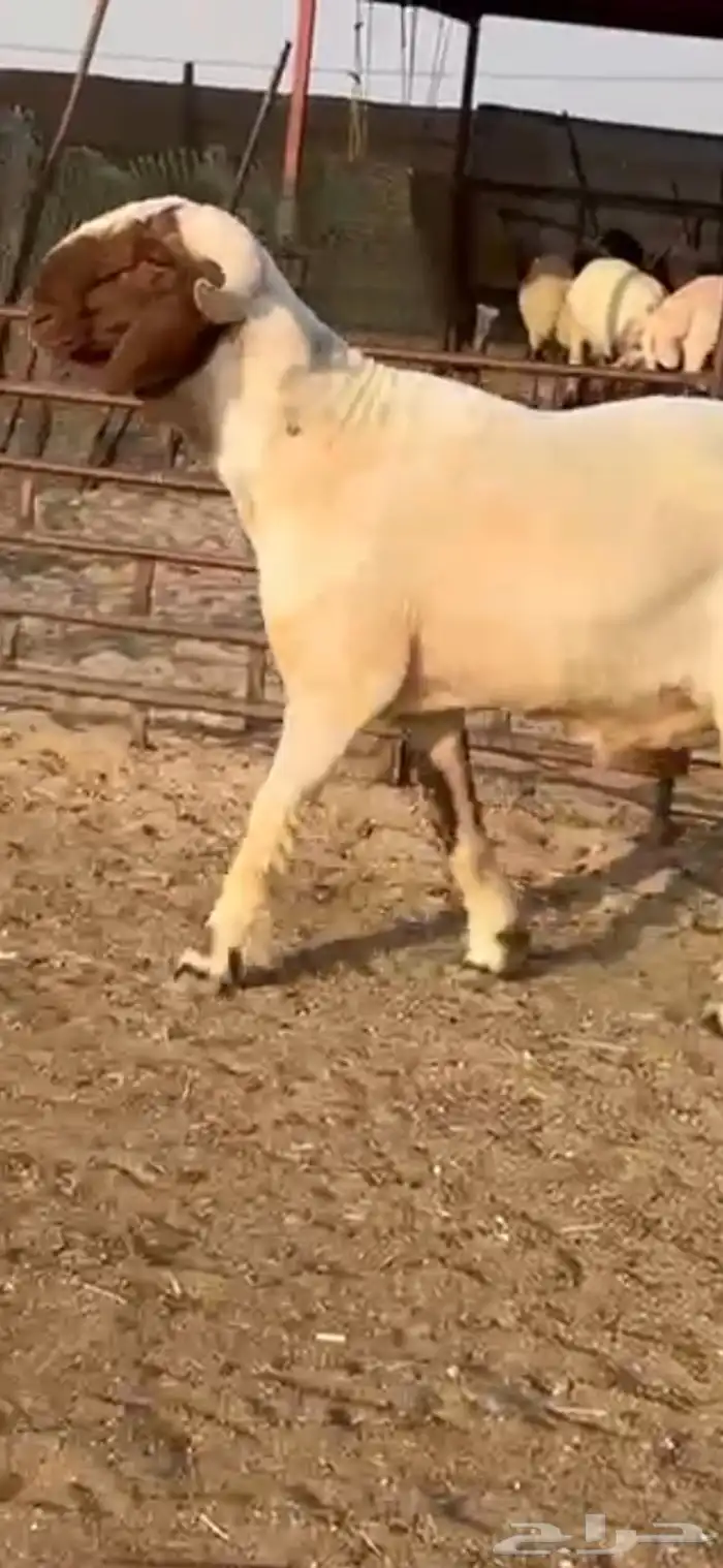 فحل جذع صنف اللبييع 6