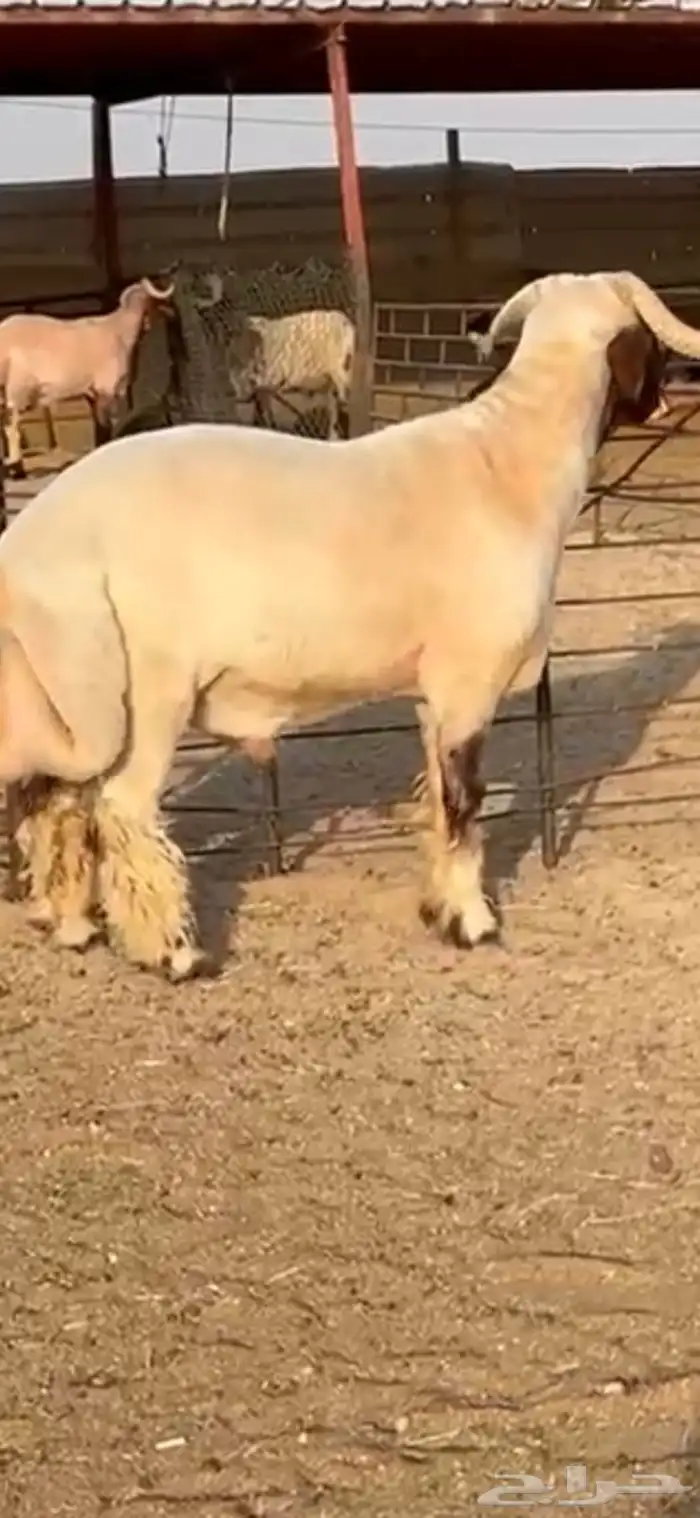 فحل جذع صنف اللبييع 5