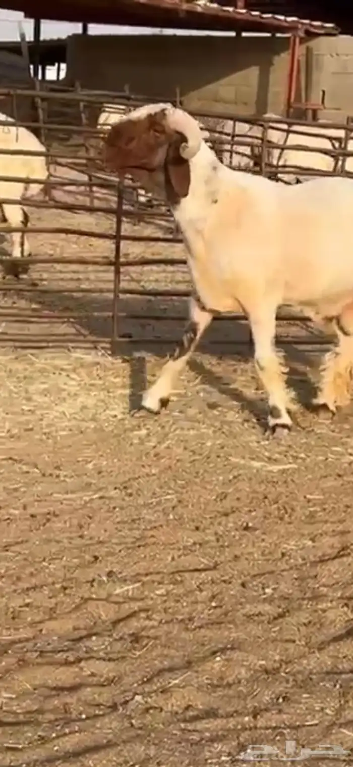 فحل جذع صنف اللبييع 3