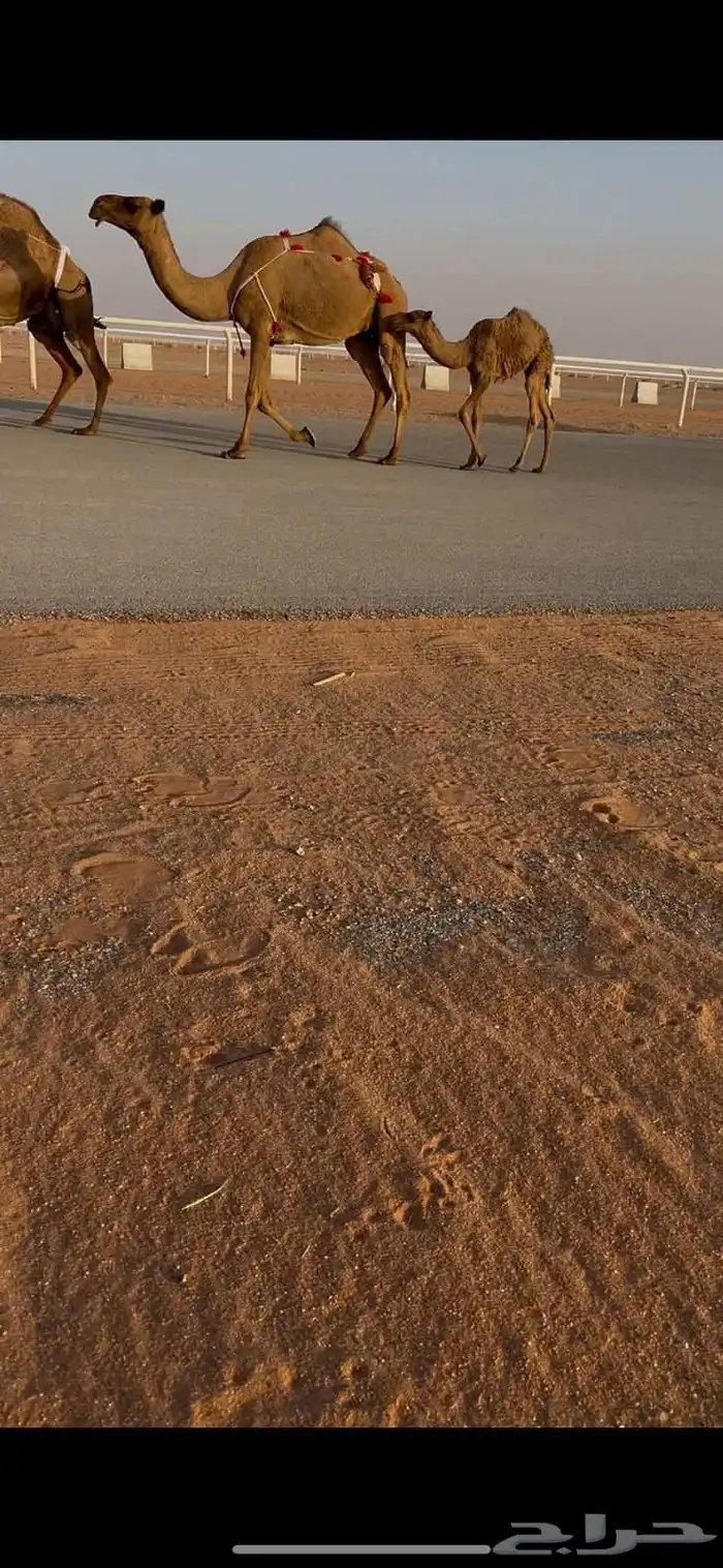 للبيع صفراء عشرا تحتها قعود 0
