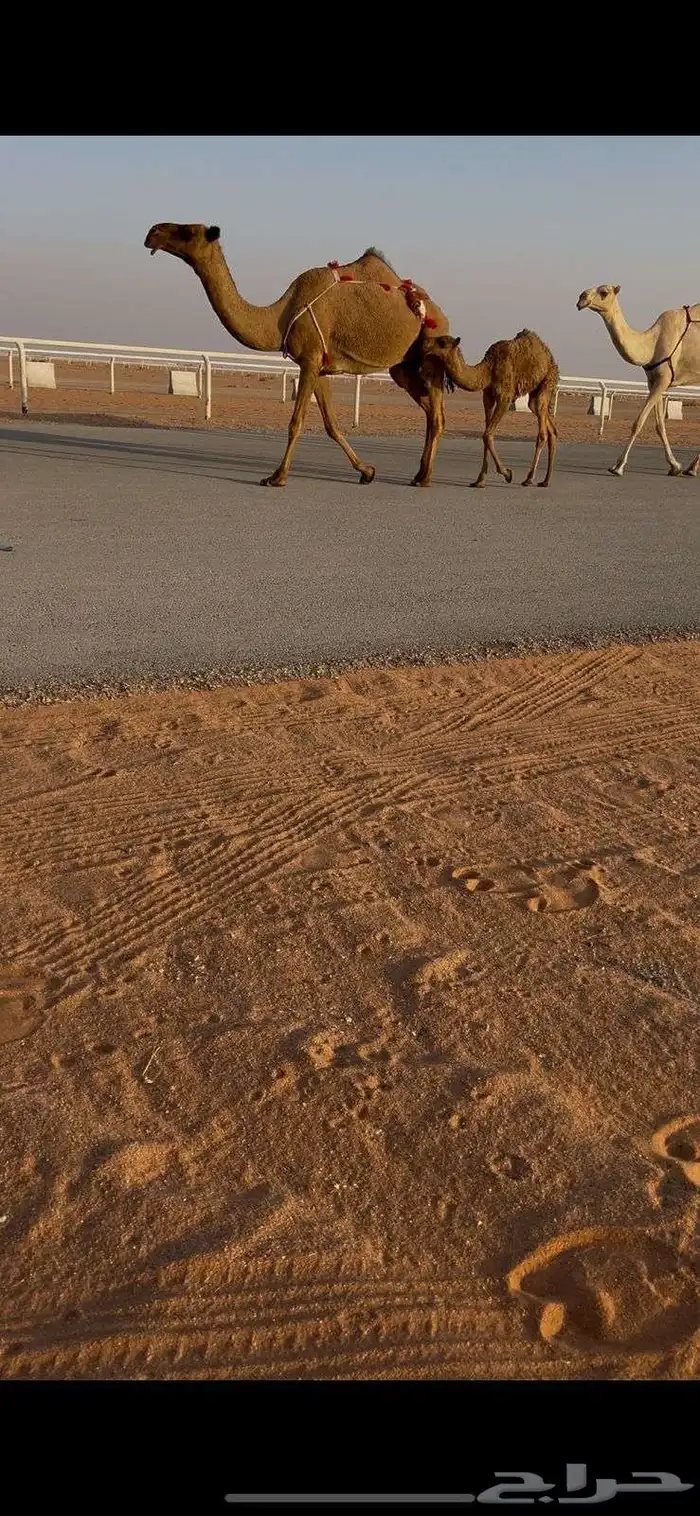للبيع صفراء عشرا تحتها قعود 1