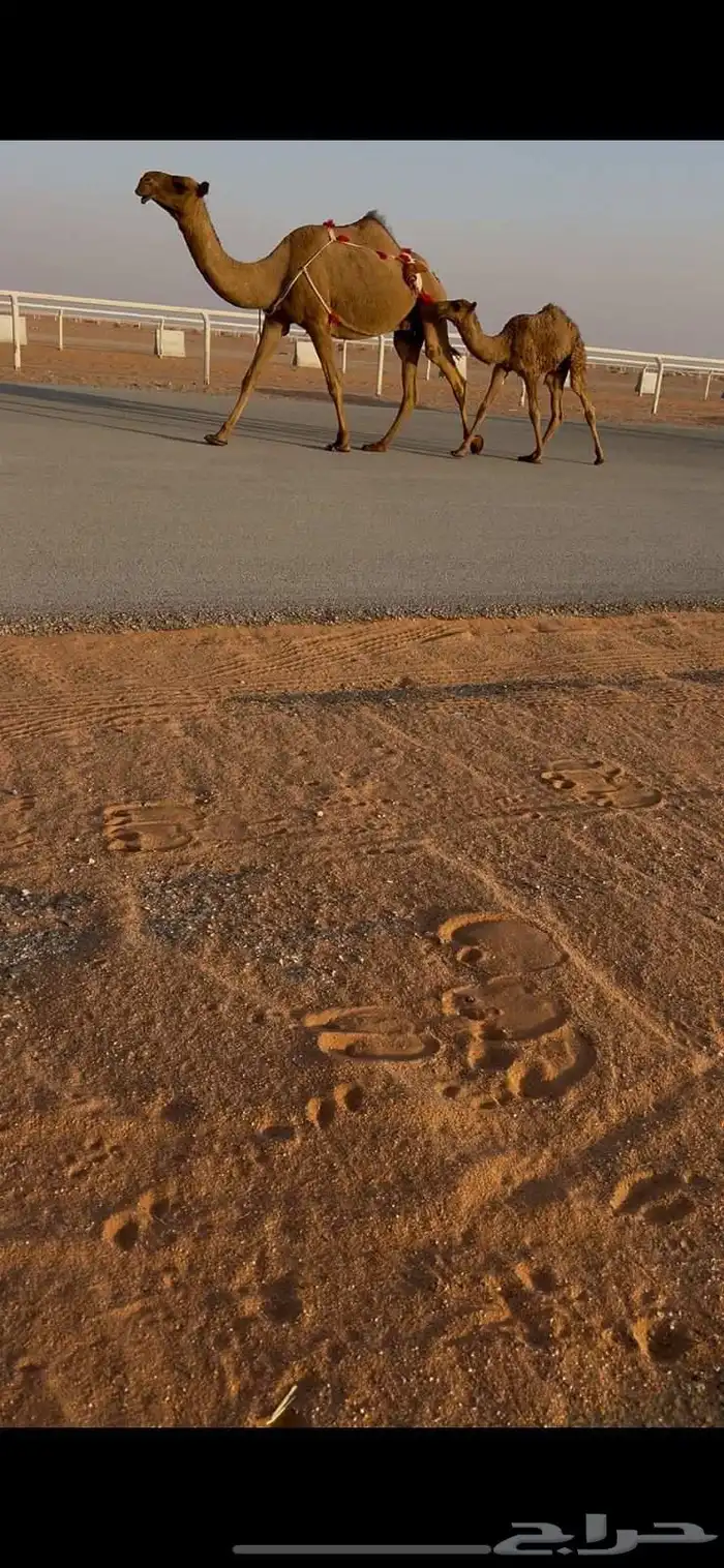 للبيع صفراء عشرا تحتها قعود 2
