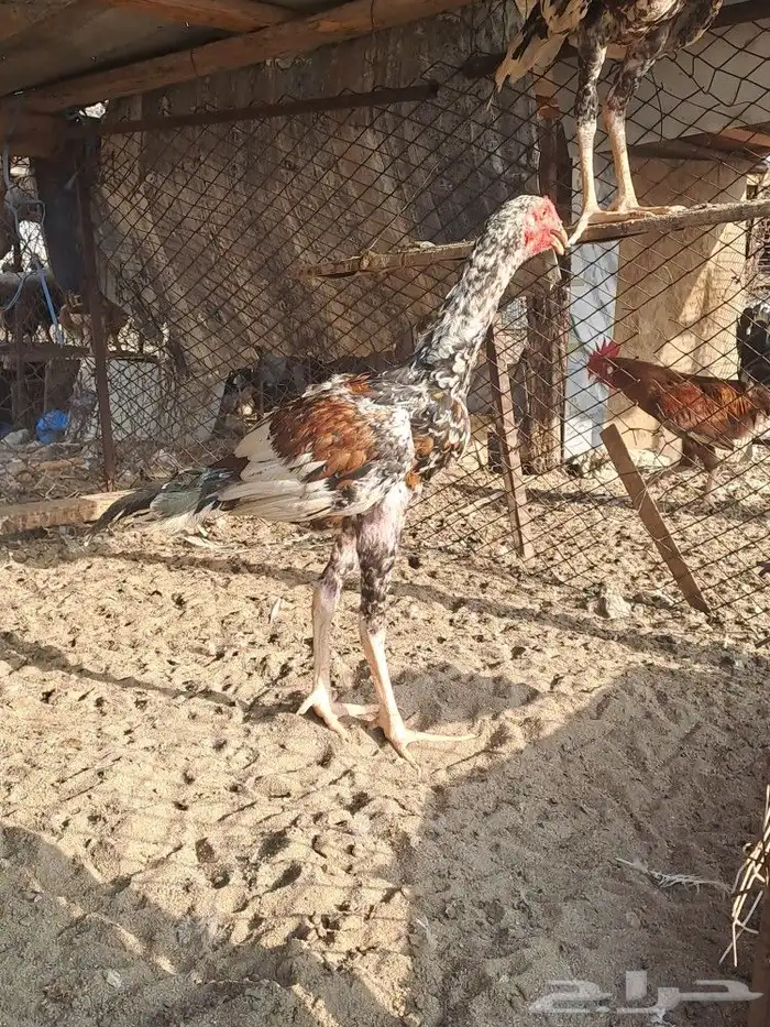 ديوك باكستاني سندي 5