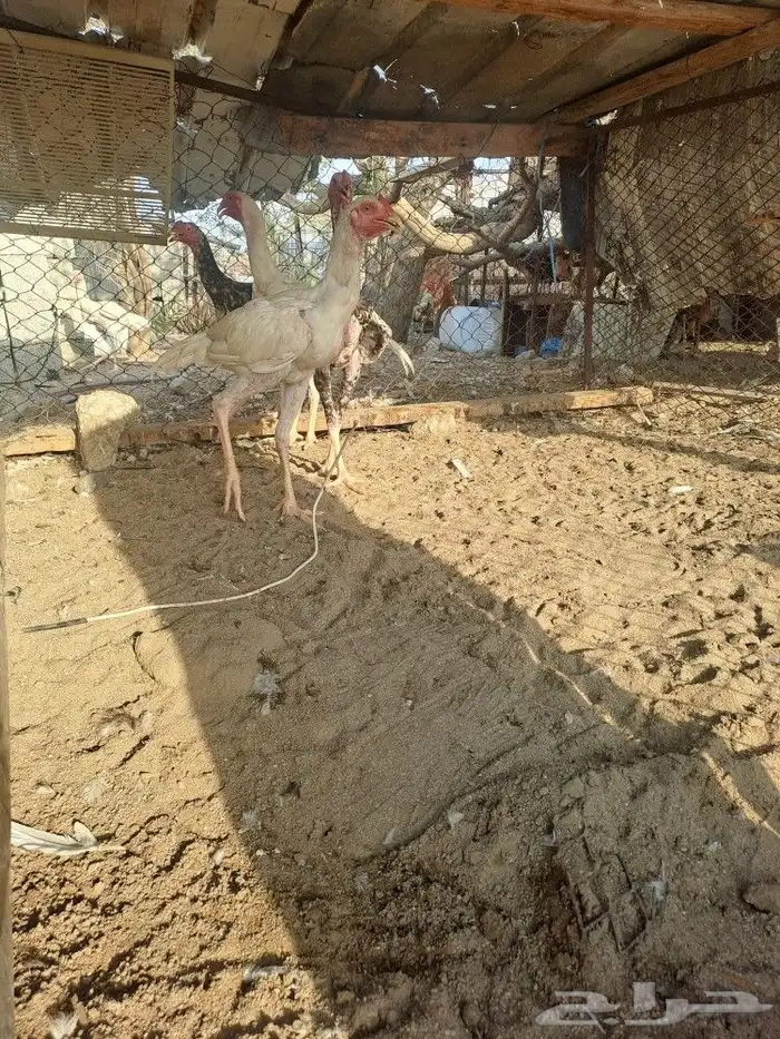 ديوك باكستاني سندي 12