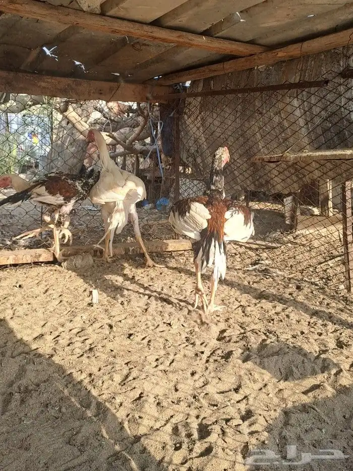 ديوك باكستاني سندي 2
