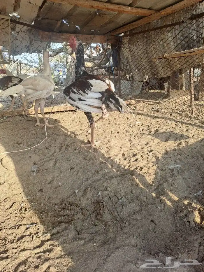 ديوك باكستاني سندي 7