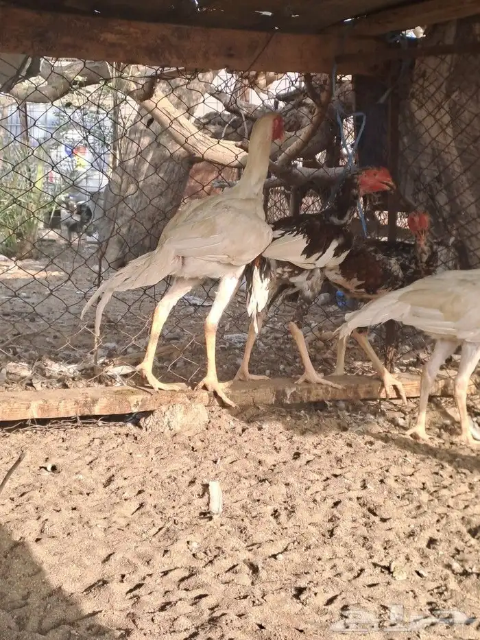 ديوك باكستاني سندي 0