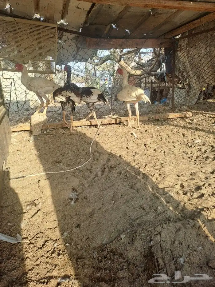 ديوك باكستاني سندي 10
