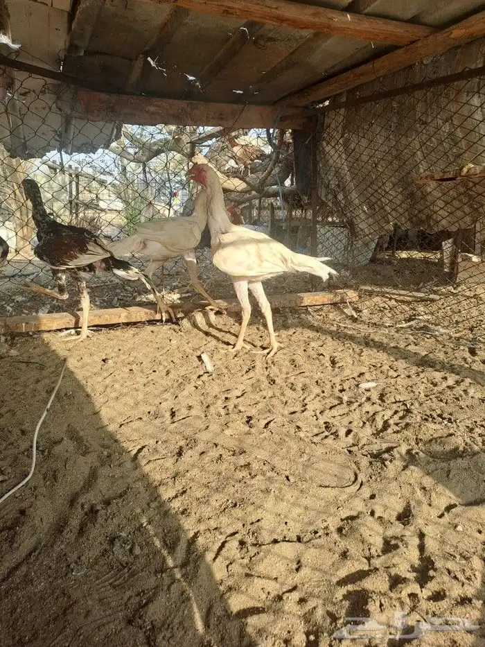 ديوك باكستاني سندي 13