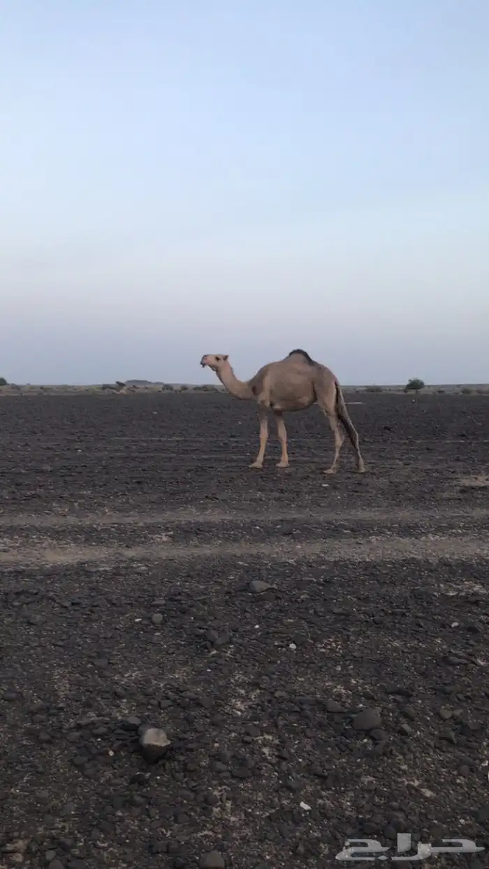 بكره هيافيه كفو 2