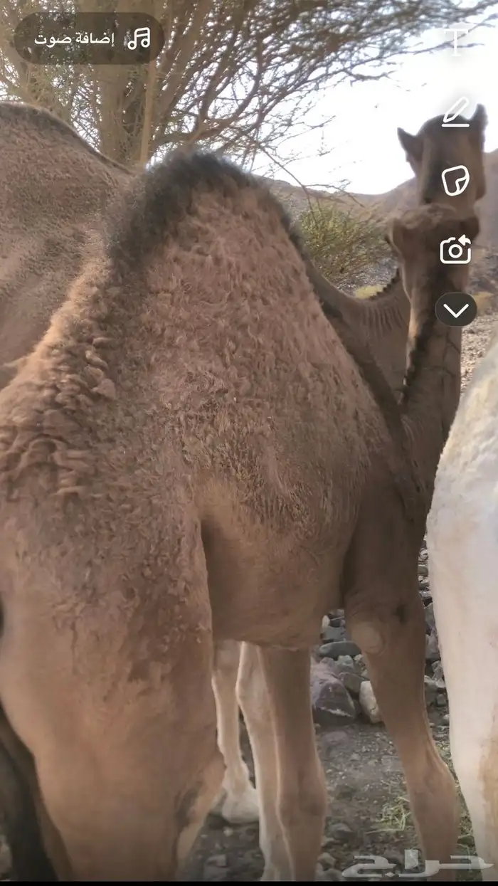 قعود بري 0