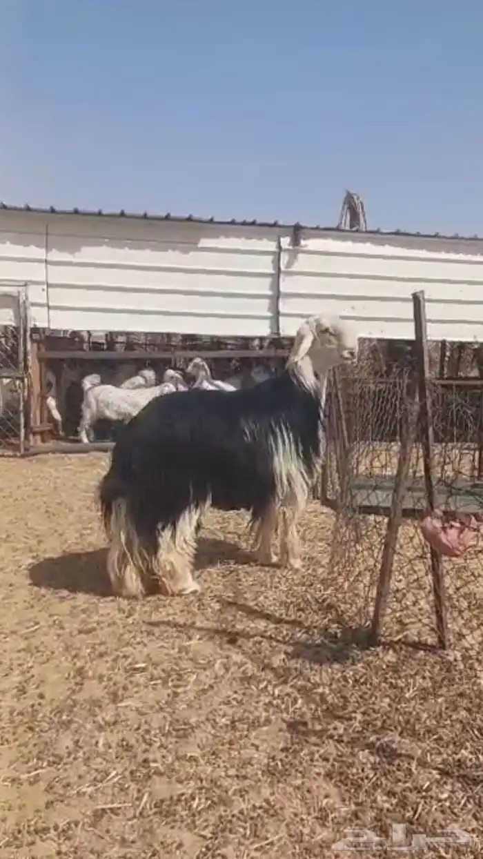 فحل نجدي صنف فاخر 0