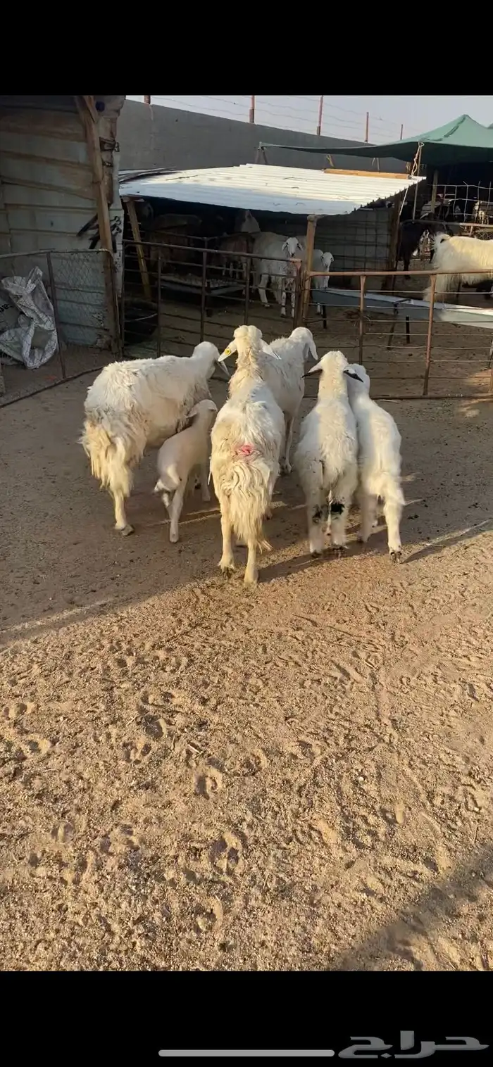 غنم حريه رغايث عياله ذبايح شرط سن وديد وروم 3 2