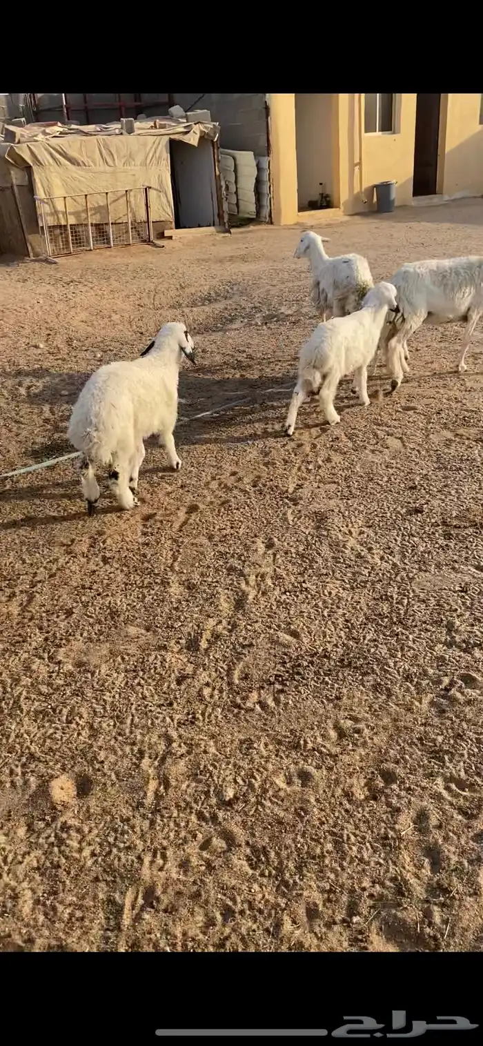 غنم حريه رغايث عياله ذبايح شرط سن وديد وروم 3 0