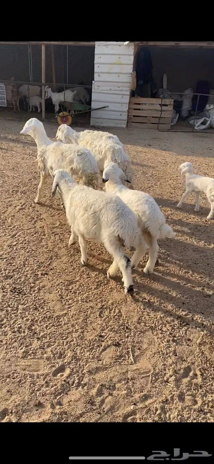 غنم حريه رغايث عياله ذبايح شرط سن وديد وروم 3 1