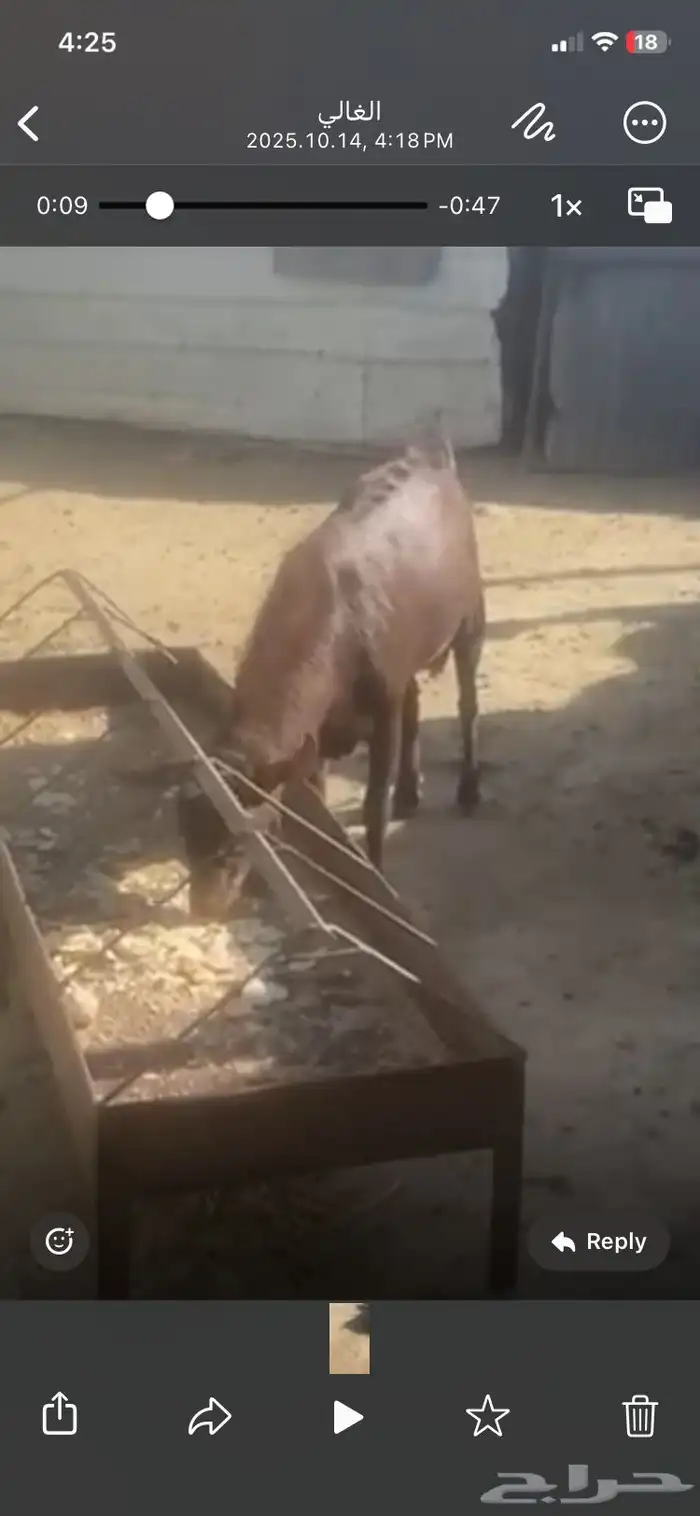 تيس للبيع مشروط فحل السن رباع 1