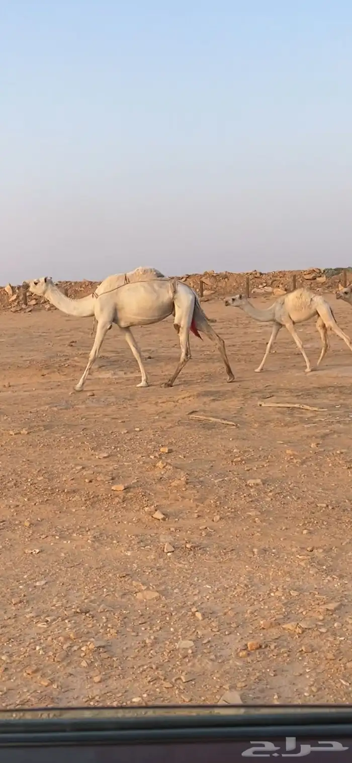 عشراء وضحى 4