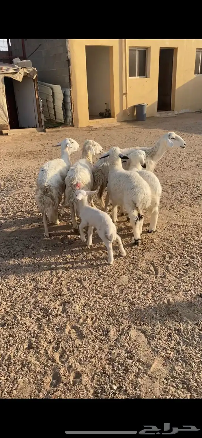غنم حريه رغايث عياله ذبايح شرط سن وديد وروم 3 3