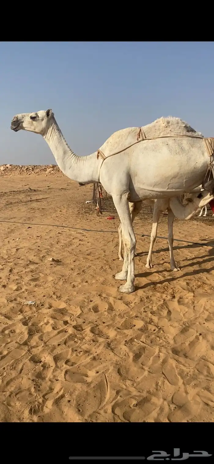عشراء وضحى 6