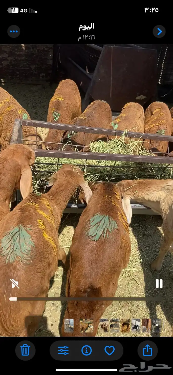 المدينه المنوره 1