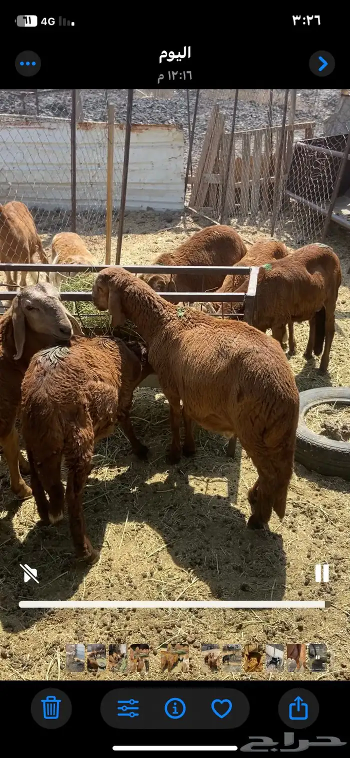 المدينه المنوره 0