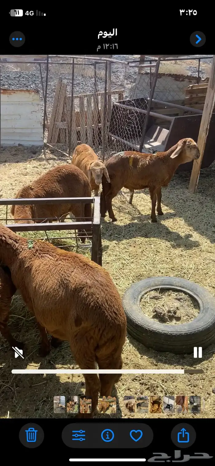 المدينه المنوره 2