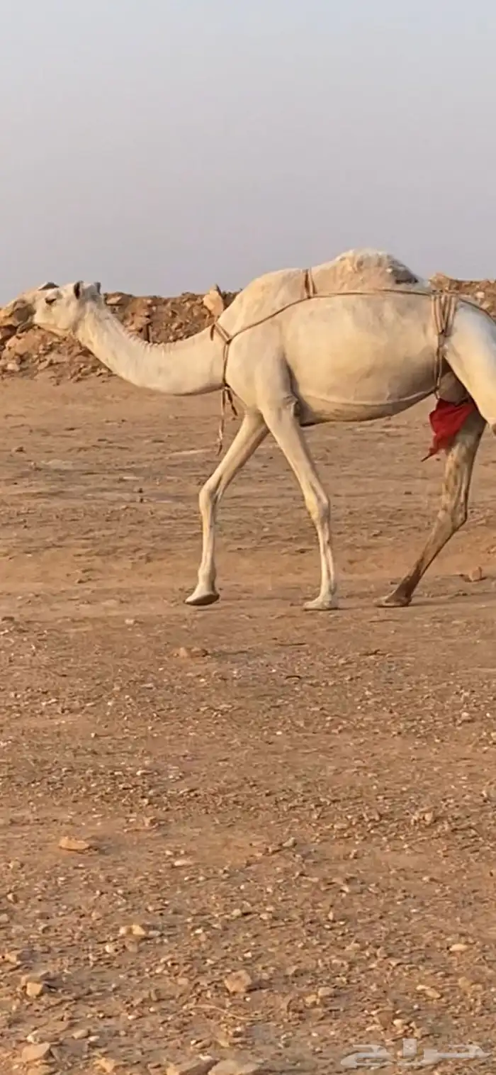 عشراء وضحى 5