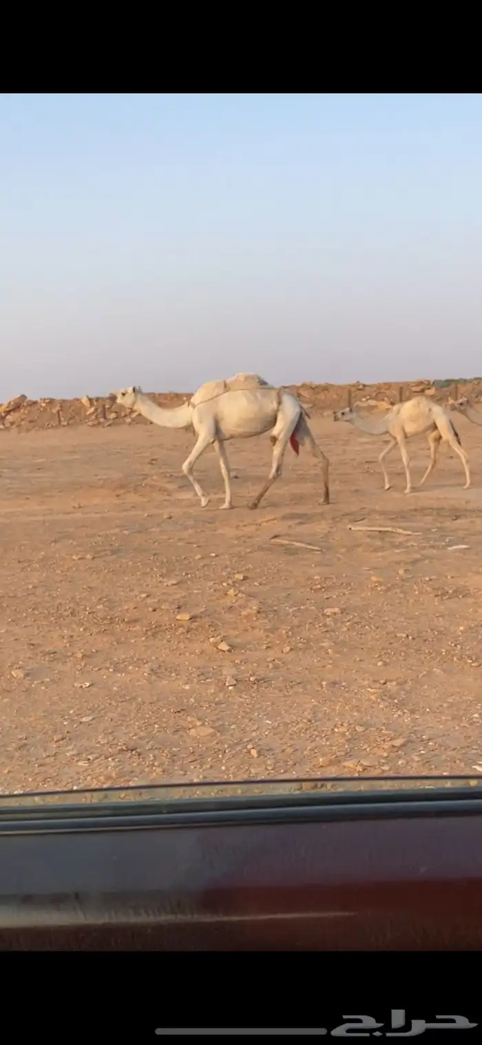 عشراء وضحى 3