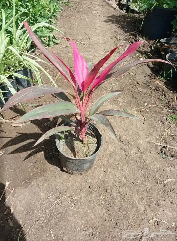 مزارع ومنسق حدائق 1