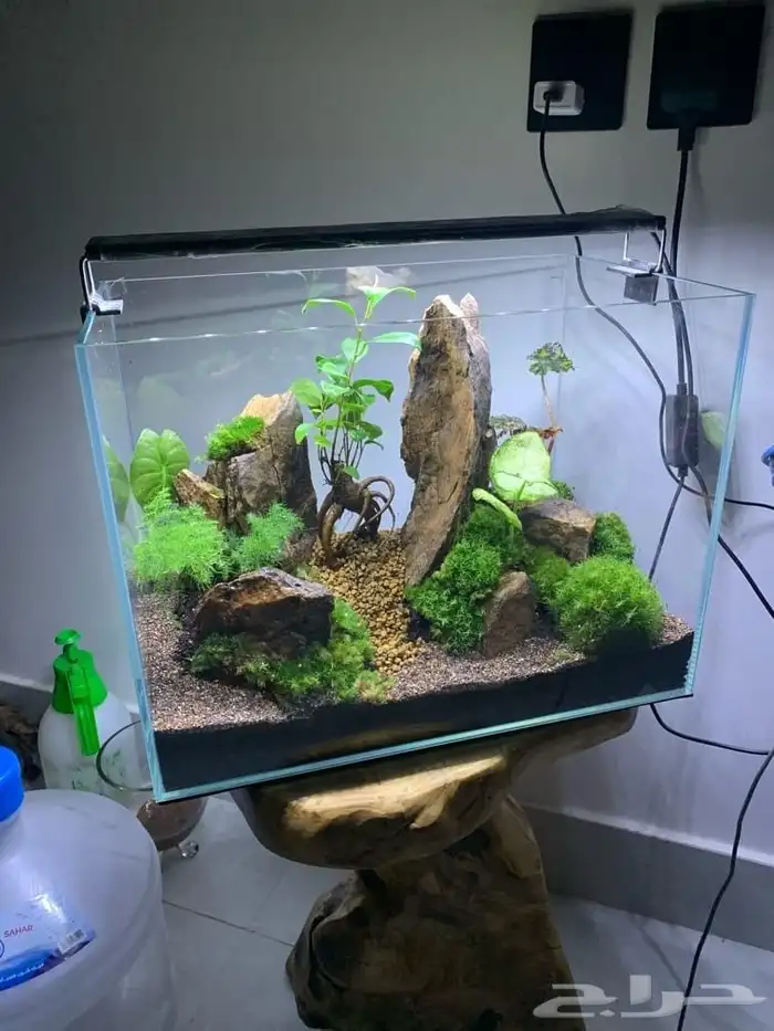 حوض تيراريوم 2